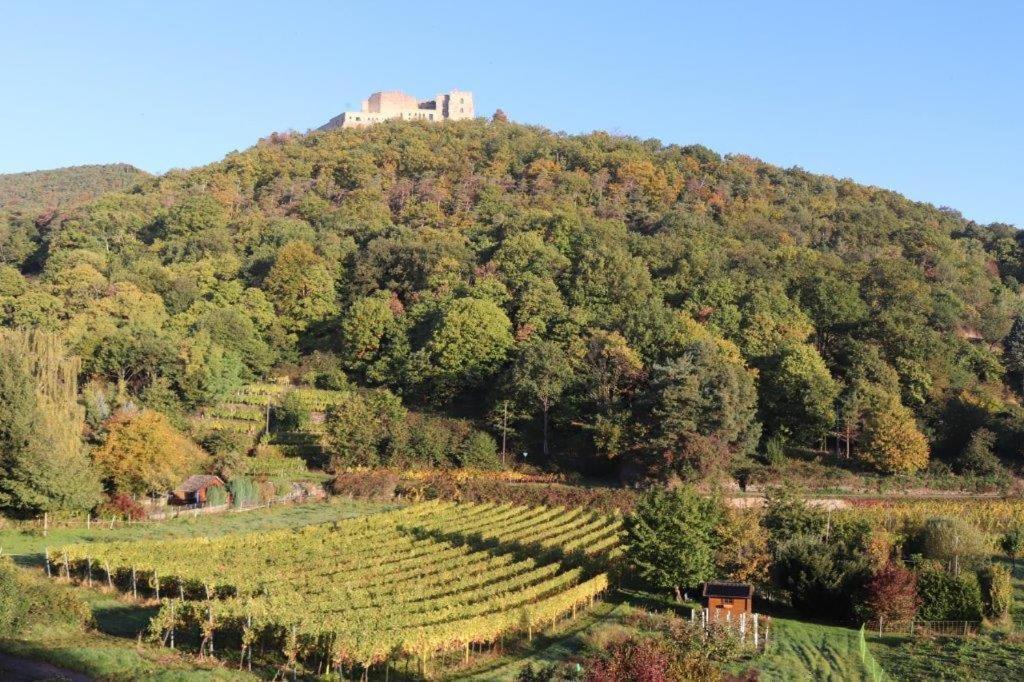 Weinhaus Paradies Neustadt an der Weinstraße Exterior photo